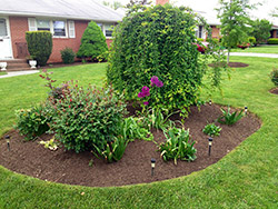 Mulch Installation