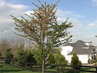 Mulch Installation